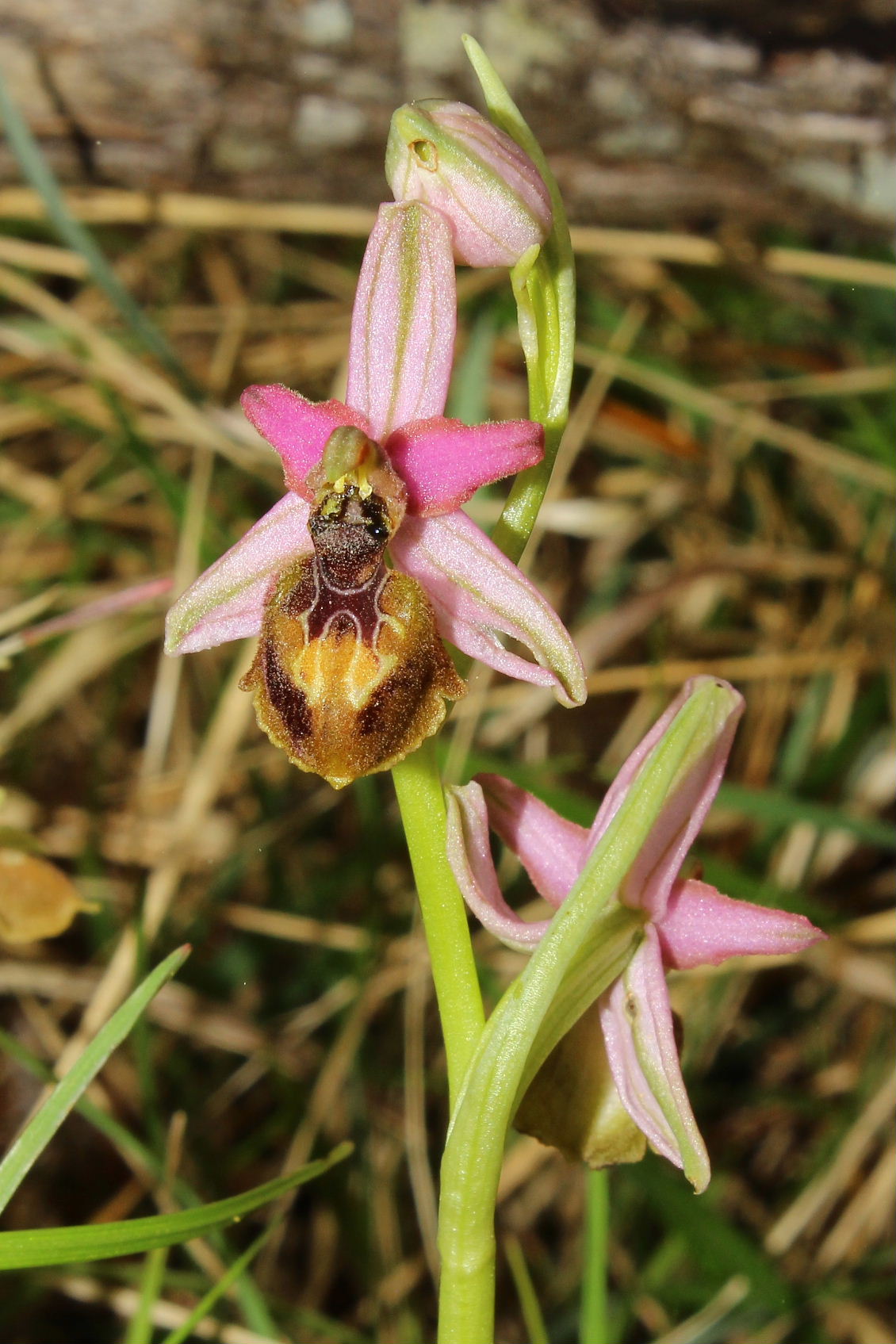 Ophrys exaltata subsp. montis-leonis - variabilit